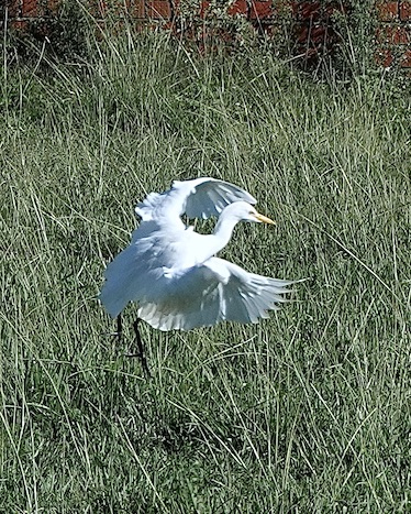 cattle egret
